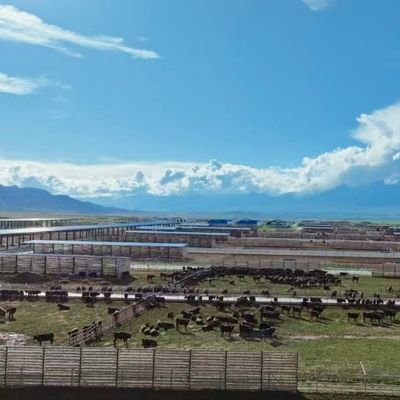 Galvanized Steel Cow Shed untuk Sapi Susu 20+ Tahun Umur