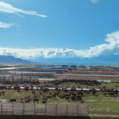 Kandang Sapi Rangka Baja Ringan Modern dengan Struktur Baja Galvanis