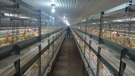 Rumah unggas untuk peternakan broiler, lapisan dan peternakan