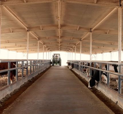 Struktur baja prefabrikasi galvanis Gudang Sapi Susu
