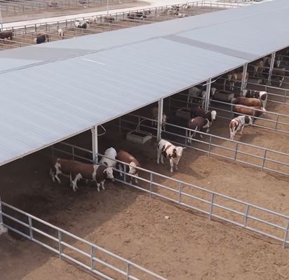 Struktur baja prefabrikasi galvanis Gudang Sapi Susu