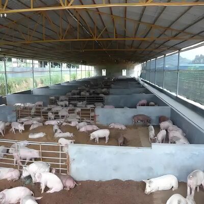 Bangunan Prefabrikasi Rumah Unggas Struktur Baja Rumah Pertanian Unggas Bangunan rangka baja untuk kandang sapi