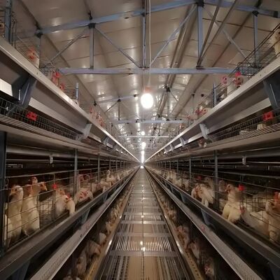 Dimensi yang Dapat Disesuaikan Rangka Baja Kekuatan Tinggi Pemasangan Cepat Struktur Baja Pracetak Rumah Unggas untuk Peternakan Ayam Broiler