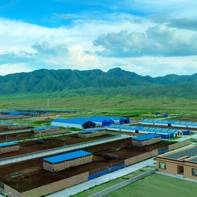 Long Serive Life Struktur Baja Prefab Sarang Sapi Dengan Perawatan Permukaan