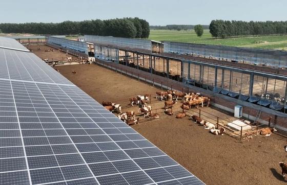 Kandang Sapi Rangka Baja Galvanis Dengan Sistem Pemberian Pakan Ternak Otomatis Dan Panel Surya Opsional