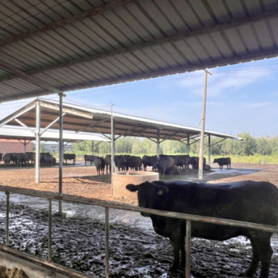 Gudang Sapi Struktur Baja Pracetak untuk Peternakan Sapi Perah