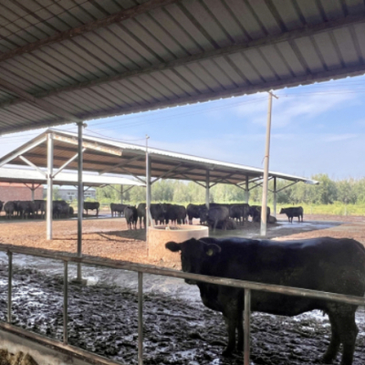 Struktur baja yang dibuat khusus untuk kandang sapi Sarang sapi Prefabrikasi Bangunan peternakan susu RULY STEEL