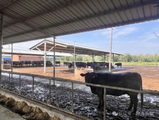 Kandang Sapi Baja Galvanis Untuk Sapi Perah & Sapi Potong, Usia Pakai 20+ Tahun, Penyedia Solusi Perumahan Peternakan Terintegrasi Dengan Peralatan Pakan & Panel Tenaga Surya Off Grid